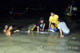 Sejumlah nelayan menyelamatkan Ikan Lumba-lumba (Delphinus capensis) yang terdampar di tepi Pantai Nambangan, Kenjeran, Surabaya, Jawa Timur, Senin (23/5) dini hari. Antara Jatim/Abdullah Rifai/zk/16