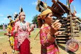 Sejumlah perempuan suku Dayak Taman menari mengelilingi tempat sapi yang akan ditombak saat menjalani prosesi Mamundung di Rumah Radakng, Pontianak, Kalbar, Sabtu (21/5). Suku Dayak Taman dari Kapuas Hulu, Kalbar menggelar rangkaian upacara Pasiap, Mamundung, Mamasi dan Mandariak, sebagai wujud rasa syukur kepada Tuhan serta memberi penghormatan kepada leluhur di alam baka. ANTARA FOTO/Jessica Helena Wuysang/16