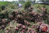 Sejumlah petani ketika sedang mengumpulkan hasil panen bawang merah di desa Kali Rong Kecamatan Tarokan, Kediri, Jawa Timur.  (ANTARAFOTO/Budi Candra Setya/Dok).