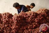 Pekerja ketika sedang mengumpulkan bawang merah di gudang penyimpanan kecamatan Ujung Tanah, Makassar, Sulawesi Selatan.  (ANTARA FOTO/Abriawan Abhe/Dok).  