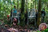 Sejumlah relawan dari Yayasan Inisiasi Alam Rehabilitasi Indonesia (YIARI) Ketapang membuka kandang berisi dua individu Orangutan yang dilepasliarkan di hutan lindung Gunung Tarak, Kabupaten Ketapang, Kalimantan Barat, Jumat (20/5/2016). Pusat Penyelamatan dan Konservasi Orangutan YIARI Ketapang bersama BKSDA Kalbar melepasliarkan dua individu Orangutan betina (Pongo pygmaeus), yaitu Desi dan Susi yang telah menjalani rehabilitasi di sekolah hutan yaitu berupa memanjat, mencari makan, membuat sarang, serta mempelajari berbagai kemampuan bertahan hidup selama empat tahun. (ANTARA FOTO/Humas YIARI - Heribertus)