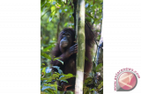 Satu dari dua individu Orang Utan memanjat pohon saat dilepas liarkan di Hutan Lindung Gunung Tarak, Kabupaten Ketapang, Kalbar, Jumat (20/5). Pusat Penyelamatan dan Konservasi Orang Utan YIARI Ketapang bersama BKSDA Kalbar melepasliarkan dua individu Orang Utan betina (Pongo Pygmaeus) yaitu Desi dan Susi yang telah menjalani rehabilitasi di sekolah hutan yaitu berupa memanjat, mencari makan, membuat sarang, serta mempelajari berbagai kemampuan bertahan hidup selama empat tahun. ANTARA FOTO/HUMAS YIARI-HERIBERTUS/jhw/16