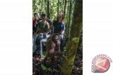 Sejumlah relawan dari Yayasan Inisiasi Alam Rehabilitasi Indonesia (YIARI) Ketapang membuka kandang berisi satu dari dua individu Orang Utan yang dilepas liarkan di hutan lindung Gunung Tarak, Kabupaten Ketapang, Kalbar, Jumat (20/5). Pusat Penyelamatan dan Konservasi Orang Utan YIARI Ketapang bersama BKSDA Kalbar melepasliarkan dua individu Orang Utan betina (Pongo Pygmaeus) yaitu Desi dan Susi yang telah menjalani rehabilitasi di sekolah hutan yaitu berupa memanjat, mencari makan, membuat sarang, serta mempelajari berbagai kemampuan bertahan hidup selama empat tahun. ANTARA FOTO/HUMAS YIARI-HERIBERTUS/jhw/16