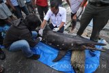 Petugas dari Balai Konservasi Sumber Daya Alam (BKSDA) melakukan identifikasi pada bangkai seekor lumba-lumba (Tursiops truncatus) di Pantai Ria Kenjeran Surabaya, Jawa Timur, Kamis (26/5). Menurut keterangan petugas, seekor lumba-lumba yang terdampar dan telah mendapat perawatan berupa suntikan antibiotik serta vitamin pada Senin (23/5) tersebut akhirnya mati akibat terjangkit virus morbili. Antara Jatim/Moch Asim/zk/16