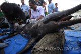 Petugas dari Balai Konservasi Sumber Daya Alam (BKSDA) melakukan identifikasi pada bangkai seekor lumba-lumba (Tursiops truncatus) di Pantai Ria Kenjeran Surabaya, Jawa Timur, Kamis (26/5). Menurut keterangan petugas, seekor lumba-lumba yang terdampar dan telah mendapat perawatan berupa suntikan antibiotik serta vitamin pada Senin (23/5) tersebut akhirnya mati akibat terjangkit virus morbili. Antara Jatim/Moch Asim/zk/16