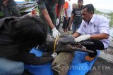 Petugas dari Balai Konservasi Sumber Daya Alam (BKSDA) melakukan identifikasi pada bangkai seekor lumba-lumba (Tursiops truncatus) di Pantai Ria Kenjeran Surabaya, Jawa Timur, Kamis (26/5). Menurut keterangan petugas, seekor lumba-lumba yang terdampar dan telah mendapat perawatan berupa suntikan antibiotik serta vitamin pada Senin (23/5) tersebut akhirnya mati akibat terjangkit virus morbili. Antara Jatim/Moch Asim/zk/16