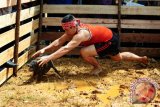 Seorang lelaki suku Dayak menangkap seekor babi hutan saat mengikuti Lomba Tangkap Babi yang diadakan di Rumah Radakng, Pontianak, Kalbar, Kamis (26/5). Lomba tangkap babi tersebut, turut memeriahkan Pekan Gawai Dayak Kalbar ke-31. ANTARA FOTO/Jessica Helena Wuysang/16