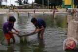 Sejumlah anak-anak menjaring ikan di kolam taman Sri Deli Medan, Sumatera Utara, Senin (30/5). Kolam milik Kesultanan Melayu Deli yang sedang dalam pergantian air kolam tersebut dimanfaatkan warga setempat untuk menangkap ikan. ANTARA SUMUT/Septianda Perdana/16
