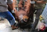 Petugas BBKSDA Sumut bersama petugas Yayasan Orangutan Sumatera Lestari - Orangutan Information Centre (YOSL-OIC) mengangkat orangutan sumatra (Pongo abelii) yang dipelihara warga pada proses penyitaan, di Kabanjahe, Karo, Sumatera Utara, Senin (30/5). Orangutan jantan berumur 20 tahun yang hidup didalam kandang besi tersebut disita kemudian akan menjalani proses rehabilitasi di karantina Sumatran Orangutan Conservation Program (SOCP) Batumbelin, Sibolangit, Deli Serdang. ANTARA SUMUT/Irsan Mulyadi/16