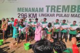 Bupati Pamekasan Achmad Syafii, mencanangkan penanaman pohon trembesi di lapangan Nagara Bhakti Pamekasan, Madura, Rabu (1/6). Penanaman pohon selanjutkan akan digelar di 296 kilometer di lingkar Pulau Madura  dan ditargetkan selesai pada 2019.Antara Jatim/Abdul Aziz/zk/16