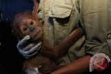 Petugas Yayasan Orangutan Sumatera Lestari - Orangutan Information Centre (YOSL-OIC) menggendong bayi Orangutan Sumatra (Pongo abelii) berumur satu tahun yang disita dari warga, setibanya di Medan, Sumatera Utara, Rabu (1/6). Bayi Orangutan jantan tersebut disita pihak BKSDA Aceh bekerjasama dengan pihak YOSL-OIC, dari seorang warga di Desa Alur Jambu, Aceh Tamiang, yang selanjutkan akan dibawa ke karantina Sumatran Orangutan Conservation Program (SOCP) Batumbelin, Sibolangit, Deli Serdang, untuk dilatih mandiri di alam. ANTARA FOTO/Irsan Mulyadi/foc/16.