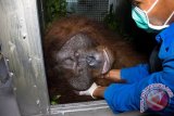 Tenaga medis memasukkan satu individu Orangutan jantan dewasa yang telah dibius ke dalam kandang sebelum dilepasliarkan, di pusat konservasi Yayasan Inisiasi Alam Rehabilitasi Indonesia (YIARI) Ketapang, Kalbar, Jumat (27/5). Jambu yang diselamatkan Tim Evakuasi YIARI Ketapang dari kebakaran hutan di sekitar Sungai Jambu, Kabupaten Kayong Utara pada Desember 2015 dengan kondisi tubuh dipenuhi belasan peluru senapan angin lalu kemudian menjalani pengobatan tersebut, akhirnya dilepasliarkan di hutan lindung Gunung Tarak setelah sebelumnya dipasangkan alat transponder di tubuh Jambu guna memantau kondisinya selama di hutan lindung. ANTARA FOTO/Humas YIARI- Heribertus/jhw/16