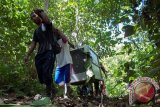 Sejumlah relawan dari Yayasan Inisiasi Alam Rehabilitasi Indonesia (YIARI) Ketapang membawa kandang berisi satu individu Orangutan bernama Jambu yang akan dilepasliarkan di hutan lindung Gunung Tarak, Kabupaten Ketapang, Kalimantan Barat, Jumat (27/5). Jambu yang diselamatkan Tim Evakuasi YIARI Ketapang dari kebakaran hutan di sekitar Sungai Jambu, Kabupaten Kayong Utara pada Desember 2015 dengan kondisi tubuh dipenuhi belasan peluru senapan angin lalu kemudian menjalani pengobatan tersebut, akhirnya dilepasliarkan setelah sebelumnya dipasangkan alat transponder di tubuh Jambu guna memantau kondisinya selama di hutan lindung. ANTARA FOTO/Humas YIARI- Heribertus/jhw/16