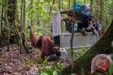 Sejumlah relawan dari Yayasan Inisiasi Alam Rehabilitasi Indonesia (YIARI) Ketapang membuka kandang berisi satu individu Orangutan bernama Jambu saat dilepasliarkan di hutan lindung Gunung Tarak, Kabupaten Ketapang, Kalimantan Barat, Jumat (27/5). Jambu yang diselamatkan Tim Evakuasi YIARI Ketapang dari kebakaran hutan di sekitar Sungai Jambu, Kabupaten Kayong Utara pada Desember 2015 dengan kondisi tubuh dipenuhi belasan peluru senapan angin lalu kemudian menjalani pengobatan tersebut, akhirnya dilepasliarkan setelah sebelumnya dipasangkan alat transponder di tubuh Jambu guna memantau kondisinya selama di hutan lindung. ANTARA FOTO/Humas YIARI- Heribertus/jhw/16