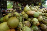 Pedagang kelapa muda melayani pembeli di Jalan Raya Prenduan, Sumenep, Jatim, Minggu (5/6). Dalam lima hari terakhir stok kelapa muda ditingkat petani di daerah itu semakin berkurang karena tingginya permintaan  menjelang bulan ramadan yang menyebabkan harganya naik dari Rp6.000 menjadi Rp7.000 per buah. Antara Jatim/Foto/Saiful Bahri/16
