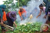 Sejumlah mama muslim Wamena meletakkan ayam potong saat prosesi bakar batu di Kampung Meteo, Kota Jayapura, Papua, Minggu (5/6). Menyambut bulan suci Ramadan 1427 Hijriyah, puluhan masyarakat muslim asal wamena menggelar bakar batu untuk mempererat tali silatuhrahmi sekaligus saling memaafkan antar satu dan lainnya. ANTARA FOTO/Indrayadi TH/wdy/16