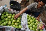 Pekerja menyortir jambu biji merah di salah satu pengepul di Desa Pajambon, Kramatmulya, Kuningan, Jawa Barat, Kamis (9/6). Buah jambu biji merah yang dijual Rp3.000 per kilogram tersebut dikirim ke Jakarta, Palembang dan Jambi yang jumlahnya meningkat 50 persen saat bulan Ramadan. ANTARA FOTO/Ivan Pramana Putra/ama/16.