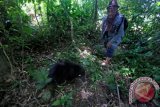 Petugas Balai Konservasi Sumber Daya Alam (BKSDA) Aceh melepas kembali seekor Binturung (Arctictis binturong) yang disita dari masyarakat ke habitatnya di kawasan hutan Aceh Jaya, Aceh, Sabtu (11/6). BKSDA Aceh melepas liar kembali empat ekor satwa langka dan dilindungi yakni Binturung, Siamang, Owa Sumatra dan Beruang Madu hasil sitaan yang telah direhabilitasi selama dua tahun lebih. ANTARA FOTO/Irwansyah Putra/foc/16.