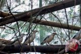 Sejumlah burung Jalak Putih (Sturnus melanopterus) bertengger di kandangnya saat program pelepasliaran di Taman Safari Indonesia (TSI), Cisarua, Kabupaten Bogor, Jawa Barat, Sabtu (11/6). Dalam rangkaian Pekan Lingkungan Hidup Internasional, TSI melepasliarkan 40 burung Jalak Putih ke alam bebas sebagai upaya untuk mengembalikan serta meningkatkan populasi burung endemik Indonesia tersebut karena keberadaannya semakin terancam oleh hilangnya habitat serta maraknya perburuan liar. ANTARA FOTO/Arif Firmansyah/wdy/16.