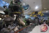 Pengunjung mengamati tulang hewan yang dipajang di Rahmat International Wildlife Museum dan Galeri di Medan, Sumatera Utara, Sabtu (11/6). Museum yang merupakan lembaga konservasi dan memiliki koleksi ribuan jenis hewan dan satwa yang diawetkan tersebut menjadi salah satu obyek wisata favorit di Medan bertujuan untuk memberikan edukasi tentang satwa-satwa di dunia. ANTARA SUMUT/Septianda Perdana
