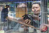 Petugas Satuan Polisi Reaksi Cepat (SPORC) Brigade Macan Tutul, melihat barang bukti berbagai jenis burung yang disita dari seorang warga ketika gelar kasus di Markas SPORC, di Deli Serdang, Sumatera Utara, Senin (13/6). Pihak Balai Pengamanan dan Penegakan Hukum Lingkungan Hidup dan Kehutanan Wilayah Sumatera bersama Polda Sumut berhasil menyita 332 burung dari berbagai jenis diantaranya yang dilindungi Nuri Merah Kepala Hitam dan Nuri Bayan yang dipelihara seorang warga di Asahan, Sumatera Utara. ANTARA SUMUT/Irsan Mulyadi/16