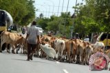 Seorang warga berupaya menghalau sekelompok ternak sapi yang menutupi badan jalan di lintasan jalan nasional, Desa Simpang Rima, Aceh Besar, Aceh, Senin (13/6). Sapi lepas liar tanpa dikandangkan yang berkeliaran di jalan raya dapat mengancam keselamatan pengguna jalan dan selain merusak keindahan. ANTARA FOTO/Ampelsa/pd/16
