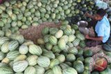 Seorang pedagang menata buah semangka di Desa Peudawa Puntong, Aceh Timur, Aceh, Kamis (16/6). Beberapa pedagang menyatakan, selama Ramadan permintaan buah semangka meningkat, padahal stok semangka di daerah tersebut terbatas sehingga terpaksa dipasok dari Kabupaten/Kota lain dan hargapun jadi naik dari Rp. 3000 per kilogram menjadi Rp. 4.000 per kilogram. ANTARA FOTO/Syifa Yulinnas/ama/16