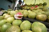 Pedagang menata Jeruk Gulung (Jeruk Bali) yang akan dijual seharga Rp15.000 per buah di Kota Kediri, Jawa Timur, Kamis (16/6). Memasuki pertengahan bulan Ramadan  pedagang menambah pasokan Jeruk Gulung dengan mendatangkan dari daerah Madiun guna memenuhi tingginya permintaan pasar. Antara Jatim/Prasetia Fauzani/zk/16