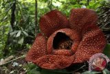 Bunga Rafflesia Arnoldi mekar sempurna di kawasan Hutan Lindung (HL) Bukit Daun, Kabupaten Taba Penajung, Bengkulu, Kamis (16/6/2016). Bunga Rafflesia Arnoldi akan mekar sempurna dengan diameter 50 cm selama 5 hari kedepan dan ada 3 bongkol bakal bunga yang akan mekar kembali 3 minggu yang akan datang dilokasi yang sama. (ANTARA FOTO/David Muharmansyah)