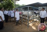 Presiden Joko Widodo (kedua kanan) didampingi Menteri BUMN Rini Soemarno (kanan), Menristekdikti Muhammad Nasir (kiri) dan Mentan Amran Sulaiman (kedua kiri) menyaksikan proses inseminasi pada sapi betina di lokasi pembiakan dan pengemukan sapi milik PT Karya Anugerah Rumpin (KAR) di Kecamatan Rumpin, Kabupaten Bogor, Jawa Barat, Selasa (21/6). Di lokasi tersebut telah berhasil dilakukan pembibitan sapi lokal unggul yang berkualitas sebagai sebuah program jangka panjang menuju swasembada daging. ANTARA FOTO/Widodo S. Jusuf/wdy/16.