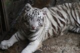 Anjani, salah satu dari dua bayi harimau putih (Panthera tigris tigris) yang berusia 3 bulan bermain bersama induknya di kandang predator di Jatim Park II, Batu, Jawa Timur, Rabu (29/6). Dengan lahirnya dua harimau benggala putih tersebut menambah koleksi harimau benggala di kebun binatang tersebut menjadi tujuh ekor. Antara Jatim/Ari Bowo Sucipto/zk/16.