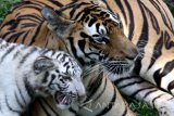 Anjani, salah satu dari dua bayi harimau putih (Panthera tigris tigris) yang berusia 3 bulan bermain bersama induknya di kandang predator di Jatim Park II, Batu, Jawa Timur, Rabu (29/6). Dengan lahirnya dua harimau benggala putih tersebut menambah koleksi harimau benggala di kebun binatang tersebut menjadi tujuh ekor. Antara Jatim/Ari Bowo Sucipto/zk/16.