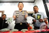 Wakil Kepala Polresta Pontianak, AKBP Veris Septiansyah (tengah) memperlihatkan barang bukti ekstasi, saat gelar ungkap kasus di Mapolresta Pontianak, Selasa (28/6). Polresta Pontianak berhasil menangkap komplotan pengedar ekstasi dan sabu berinisial DS dan TE di dua tempat yang berbeda yaitu parkiran Megamall Ayani Pontianak dan Kota Singkawang, serta menyita barang bukti sebanyak 1.907 butir pil ekstasi dan 1 ons sabu-sabu . ANTARA FOTO/Jessica Helena Wuysang/16