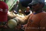 Sejumlah pekerja menaikkan melon yang baru saja dipanen ke atas truk di area persawahan Kelurahan Semampir, Kota Kediri, Jawa Timur, Minggu (3/7). Petani di daerah tersebut mengaku merugi hingga puluhan juta rupiah karena tingginya curah hujan yang mengakibatkan 60 persen buah melon busuk dan sisanya memiliki cita rasa kurang manis. Antara Jatim/Prasetia Fauzani/zk/16