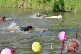 Warga Kampung Tarandam Munculkan Kembali Pacu Codang