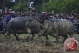 Adu Kerbau Toraja