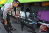 Anggota Polisi Satwa K-9 memeriksa barang bawaan penumpang bus setibanya di Terminal Ubung pada H+4 Lebaran di Denpasar, Senin (11/7). Inspeksi petugas gabungan dari berbagai unsur tersebut dilakukan untuk mencegah upaya penyelundupan barang berbahaya dan urbanisasi ilegal ke Bali dengan memanfaatkan keramaian arus balik Idul Fitri 1437H. ANTARA FOTO/Nyoman Budhiana/i018/2016.