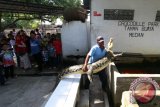 Sejumlah pengunjung melihat sejumlah buaya yang dipelihara di penangkaran buaya Asam Kumbang Medan, Sumatera Utara, Sabtu (9/7). Penangkaran yang memiliki 2.600 ekor buaya tersebut menjadi tempat salah satu objek wisata favorit yang selalu dikunjungi warga Medan untuk mengisi liburan lebaran warga. ANTARA SUMUT/Septianda Perdana/16