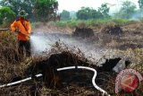 Seorang petugas Manggala Agni memadamkan api yang membakar lahan gambut milik warga di Dusun Limbung, Desa Sido Mulyo, Kecamatan Sungai Raya, Kabupaten Kubu Raya, Kalbar, Selasa (12/7). Petugas Manggala Agni berhasil memadamkan lahan gambut seluas lima hektar yang sengaja dibakar untuk pembukaan lahan garapan tani oleh pemiliknya, Bujang Ali. ANTARA FOTO/Sheravim/jhw/16