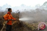 Seorang petugas Manggala Agni memadamkan api yang membakar lahan gambut milik warga di Dusun Limbung, Desa Sido Mulyo, Kecamatan Sungai Raya, Kabupaten Kubu Raya, Kalbar, Selasa (12/7). Petugas Manggala Agni berhasil memadamkan lahan gambut seluas lima hektar yang sengaja dibakar untuk pembukaan lahan garapan tani oleh pemiliknya, Bujang Ali. ANTARA FOTO/Sheravim/jhw/16