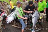 Bupati Trenggalek Emil Elestianto Dardak (tengah) berbincang dengan nelayan yang mengangkut ikan tuna hasil tangkapannya menggunakan sepeda motor di Munjungan, Trenggalek, Jawa Timur, Senin (11/7). Pemerintah menargetkan nilai indeks kesejahteraan masyarakat kelautan perikanan meningkat dari 47 pada 2015 menjadi 48 pada kurun 2016. Antara Jatim/Destyan Sujarwoko/zk/16