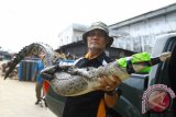 Seorang petugas Balai Konservasi Sumber Daya Alam (BKSDA) Kalbar menggendong seekor buaya muara yang dievakuasi dari rumah warga di Jalan Komyos Soedarso, Pontianak, Kalbar, Rabu (13/7). Buaya muara sepanjang 1,5 meter yang diperkirakan berusia 12 bulan tersebut, merupakan hasil temuan yang ditangkap warga dari depan dermaga tepian Sungai Kapuas pada pekan lalu. ANTARA FOTO/Sheravim/jhw/16