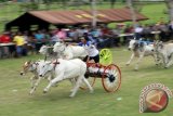Joki memacu sapi karapan saat berlaga dalam kejuaraan Karapan Roda Sapi se-Sulawesi di Gelanggang Pacuan Kuda Yosonegoro, Kabupaten Gorontalo, Gorontalo, Rabu (13/7). Kejuaraan rutin setiap tahun yang diselenggarakan dalam rangka perayaan Lebaran Ketupat tersebut diikuti 55 pasang sapi. (ANTARA FOTO/Adiwinata Solihin)