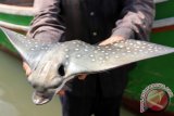 Nelayan memperlihatkan anak ikan pari elang (Aetobatus narinari) hasil tangkapan di pantai Alue Naga, Banda Aceh, Aceh, Minggu (17/7). Pari elang (Spotted eagle ray) adalah nama umum untuk anggota Mylibatinae yang ditemukan dari pantai hingga kedalaman minimal 500 meter di laut yang suhunya hangat dan tropis dengan ciri tubuh memiiki bintik putih serta ekor yang sangat panjang dan tirai hidung memanjang yang tumpang tindih mulut yang membuat kepala tampaknya seperti paruh burung. ANTARA FOTO/Irwansyah Putra/wdy/16.