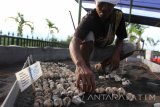 Seorang pekerja menunjukan telur penyu yang gagal ditetaskan di tempat penangkaran, Pantai Boom, Banyuwangi, Jawa Timur, Sabtu (16/7). Sebanyak 270 butir telur penyu gagal ditetaskan secara semi alamiah yang disebabkan karena faktor kelembaban pasir akibat rimbunya pepohonan. Antara Jatim/ Budi Candra Setya/zk/16.