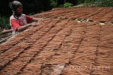 Pekerja menjemur  dupa yang dalam dua tahun terakhir terus menurun sehingga tidak mampu melunasi pajak di Wagir, Malang, Jawa Timur, Selasa (19/7).  Direktorat Jenderal (Ditjen) Pajak mempehitungkan, pelaku Usaha Kecil Menengah (UKM) yang mengikuti program pengampunan pajak (tax amnesty) akan  terbebas dari denda pajak sebesar 200 persen sehingga sangat diuntungkan. Antara Jatim/Ari Bowo Sucipto/zk/16.