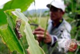 Pemprov  kirim petugas bantu tangani hama belalang di Sumba Tengah