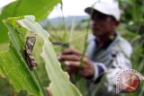 Seorang petani berusaha mengusir belalang dari tanaman jagung di Desa Tabongo Timur, Kabupaten Gorontalo, Gorontalo, Senin (18/7). Puluhan hektar jagung rusak dan gagal panen akibat serangan hama belalang. (ANTARA FOTO/Adiwinata Solihin).