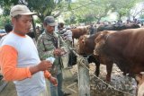 Sejumlah pedagang memasarkan sapi di Pasar Hewan di Kabupaten Bojonegoro, Jawa Timur, Kamis (21/7). Asossiasi Paguyuban Jagal/Pedagang di daerah setempat terpaksa menaikkan harga daging sapi disebabkan harga sapi di peternak naik sekitar Rp1 juta per ekor. Antara Jatim/Foto/Slamet Agus Sudarmojo/zk/16. 