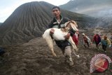 Warga suku Tengger membawa kambing sesaji menuju kawah gunung Bromo di Probolinggo, Jawa Timur, Kamis (21/7/2016). Kambing sesaji tersebut akan dilarung ke kawah gunung Bromo sebagai rangkaian upacara 'Yadna Kasada' ritual warga suku Tengger sebagai wujud penghormatan kepada leluhur. (FOTO/Prasetia Fauzani)